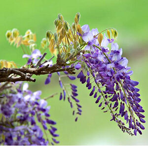Wisteria Brachybotrys Wisteria Brachybotrys
