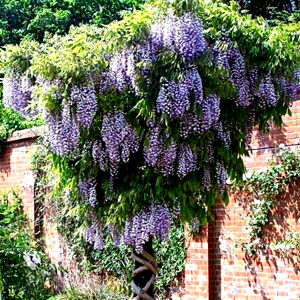 Wisteria floribunda Wisteria floribunda