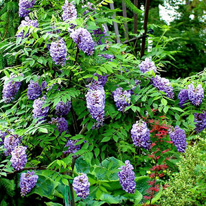 Wisteria Frutescens Wisteria Frutescens