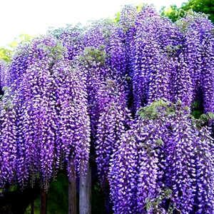 Wisteria Macrostachya Wisteria Macrostachya