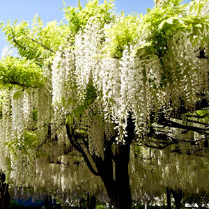 Wisteria venusta Wisteria venusta